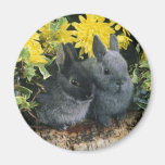 aimant 6 de lapin