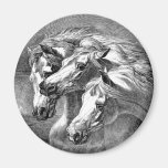 Aimant Arabe de chevaux