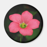 Aimant assez rose de fleur d'Oxalis