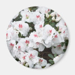 Aimant avec les fleurs blanches de fleur d'azalée