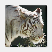Aimant blanc de tigre