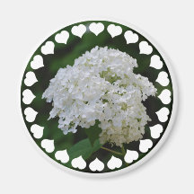 Aimant blanc d'hortensias