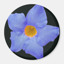 Aimant bleu de fleur magnets