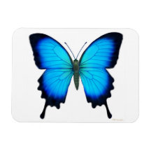 Aimant bleu de prime de papillon de Papilio Ulysss Magnets