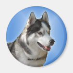 Aimant/cadeau d'Alaska de chien de traîneau d'aima