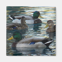 Aimant - canard, canard, canard, canard