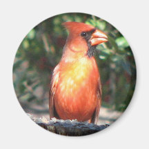 Aimant cardinal vigilant