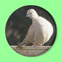 Aimant colleté de colombe magnets
