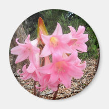 Aimant de Belladona d'amaryllis