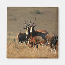 Aimant de blesbok de regarder