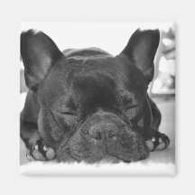 Aimant de carré de bouledogue français