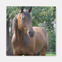 Aimant de carré de cheval de pur sang de baie