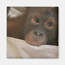 Aimant de carré de chimpanzé de bébé