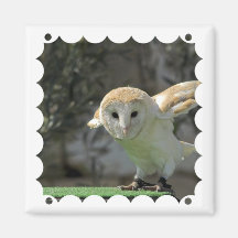 Aimant de carré de hibou de grange
