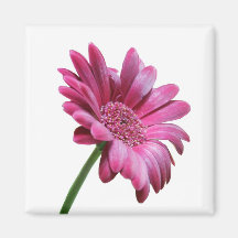 Aimant de carré de marguerite de Gerbera