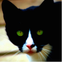 Aimant de CAT Photo Sculpture