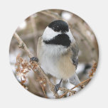 Aimant de Chickadee