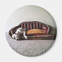 Aimant de chienchien de boxeur