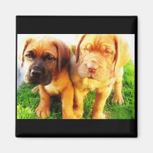 Aimant de chiots de Dogue de Bordeaux