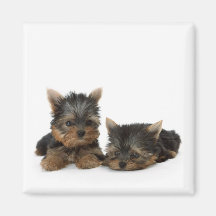 Aimant de chiots de Yorkshire Terrier