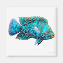 Aimant de Cichlid de Carpintis le Texas