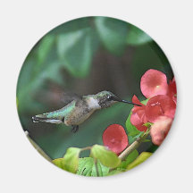 Aimant de colibri