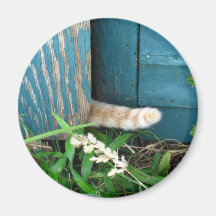 Aimant de ~ de queue de chat