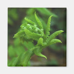 Aimant de Fiddlehead de fougère
