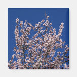 Aimant de fleurs de cerisier