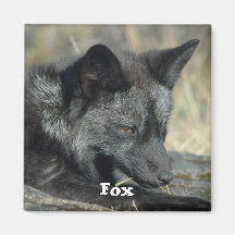 Aimant de Fox