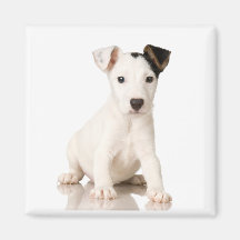 Aimant de Jack Russell Terrier