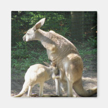 Aimant de Joey de kangourou