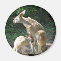 Aimant de Joey de kangourou