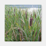 Aimant de lac/Cattails