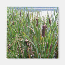 Aimant de lac/Cattails