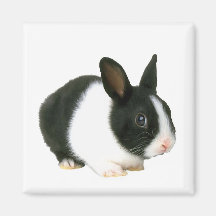 Aimant de lapin