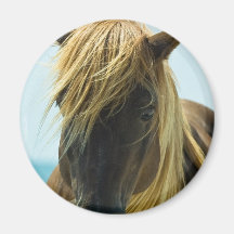 Aimant de mustang