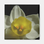 Aimant de narcisse de ressort