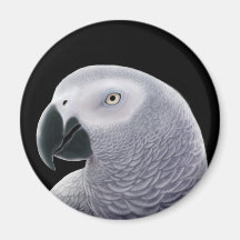 Aimant de perroquet de gris africain du Congo