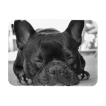 Aimant de prime de bouledogue français
