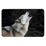 Aimant de Primium de photographie de loup gris d'h Magnet En Vinyle