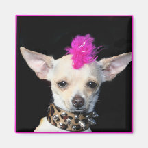 Aimant de punk de chiwawa