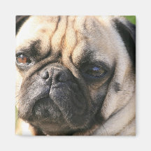 Aimant de race de chien de carlin