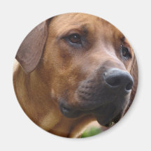 Aimant de Rhodesian Ridgeback