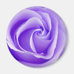 Aimant de rose de pourpre