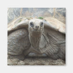 Aimant de tortue de Galapagos