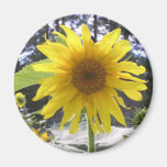 Aimant de tournesol