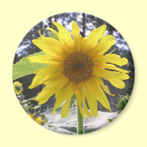 Aimant de tournesol magnets