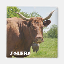 Aimant de vache à Salers