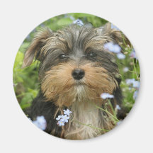 Aimant de York Terrier
